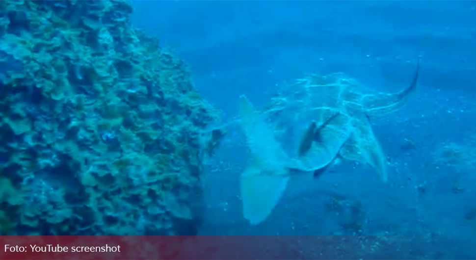 squatina squatina.webp